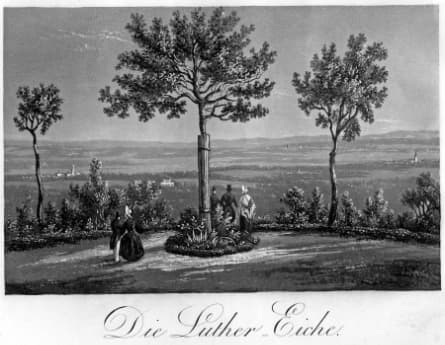 Die Luther-Eiche bei Homburg
